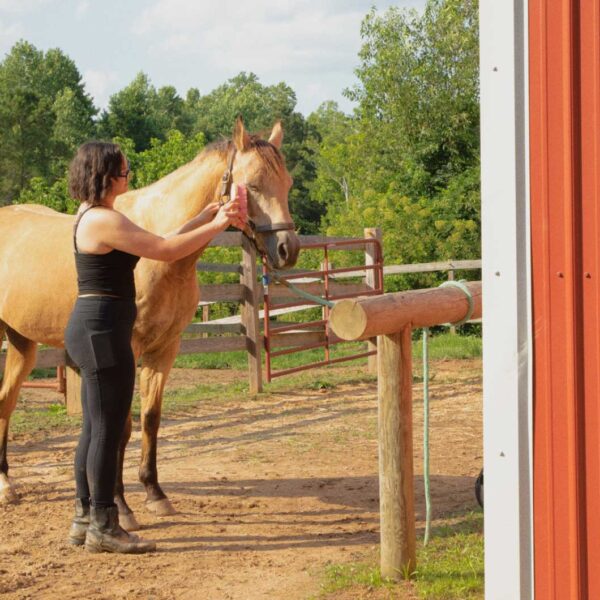 A high school girl—Meghan—brushes her horse outside of a barn.